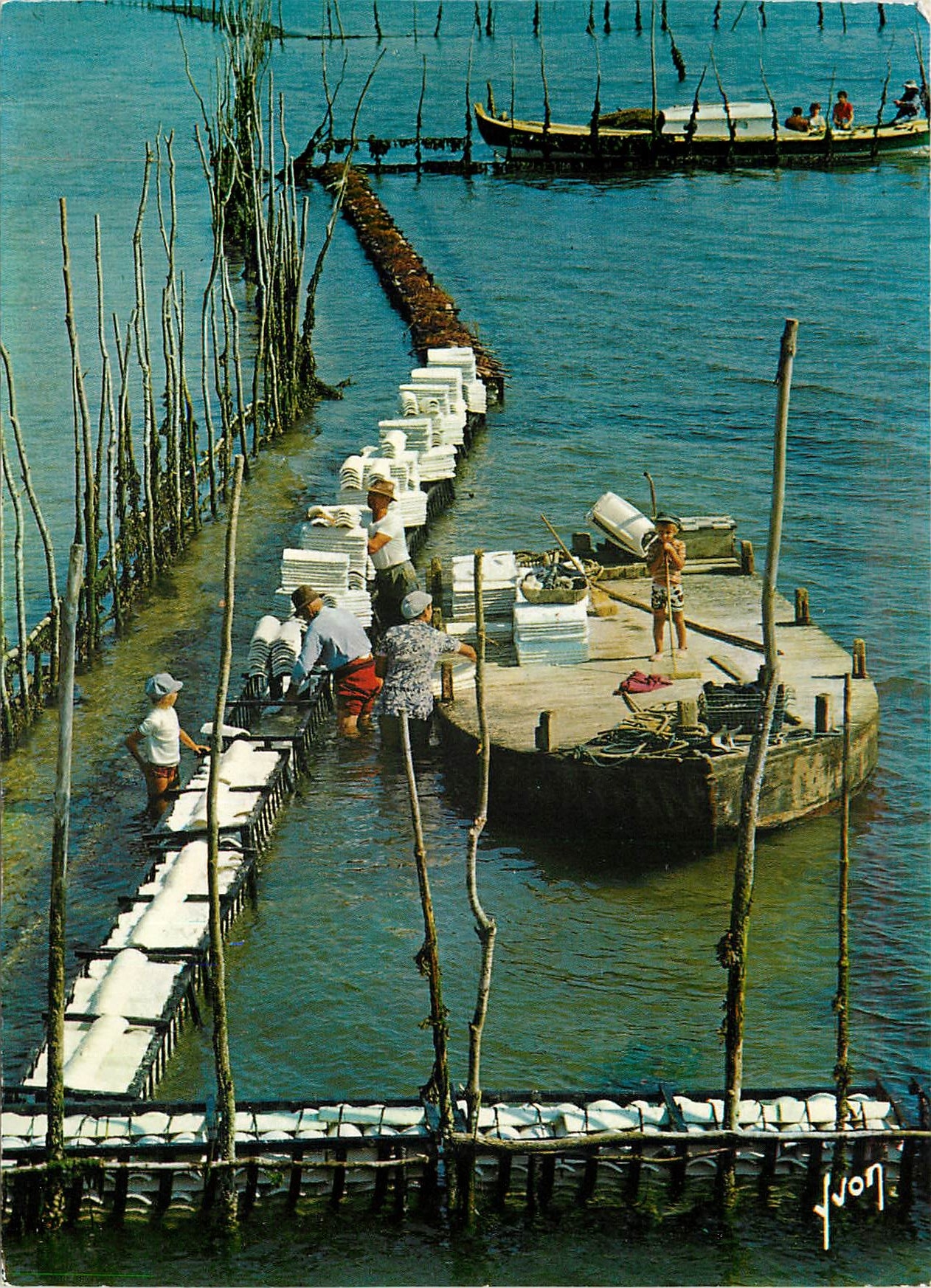 CPSM Bassin d'Arcachon (Gironde) Travail Ostreicole La Pose des Tuiles