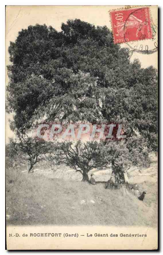 CPA N D de Rochefort Gard Le Geant des Genevriers