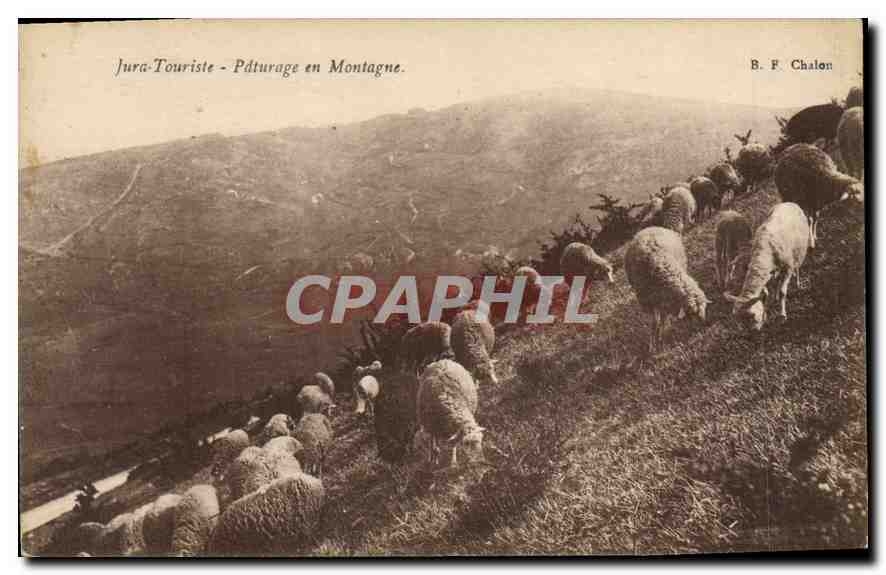 CPA Jura Touriste Paturage en Montagne Moutons