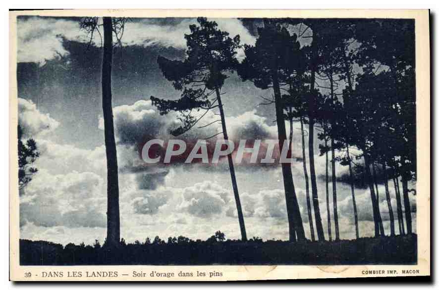 CPA Dans les Landes Soir d'orage dans les pins 
