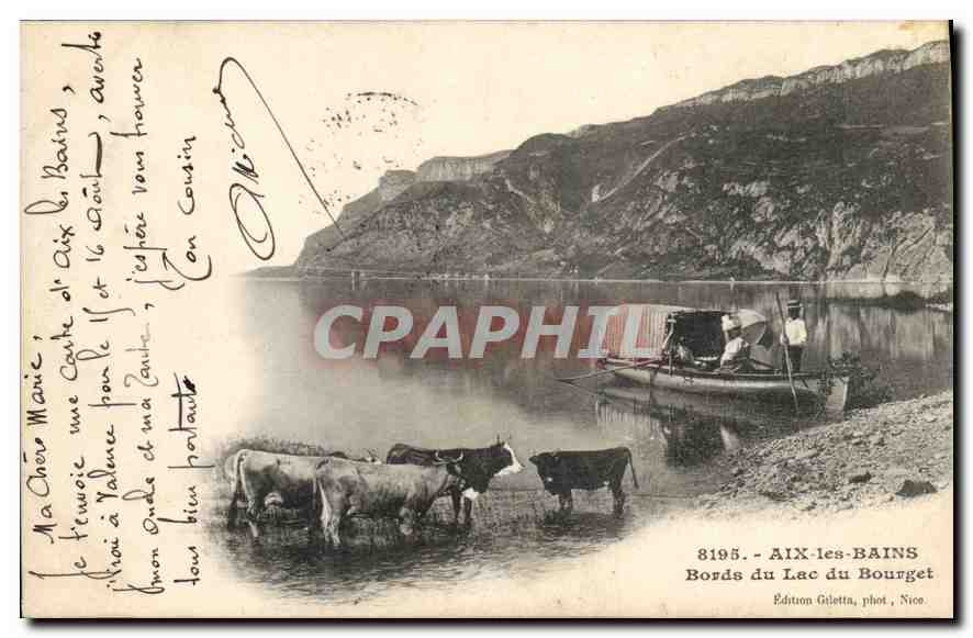 CPA Aix les Bains Bords du Lac du Bourget Vaches