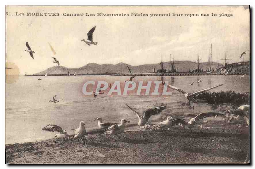 CPA Les Mouettes Cannes les Hivernantes Fideles prenant leur repas sur la plage 