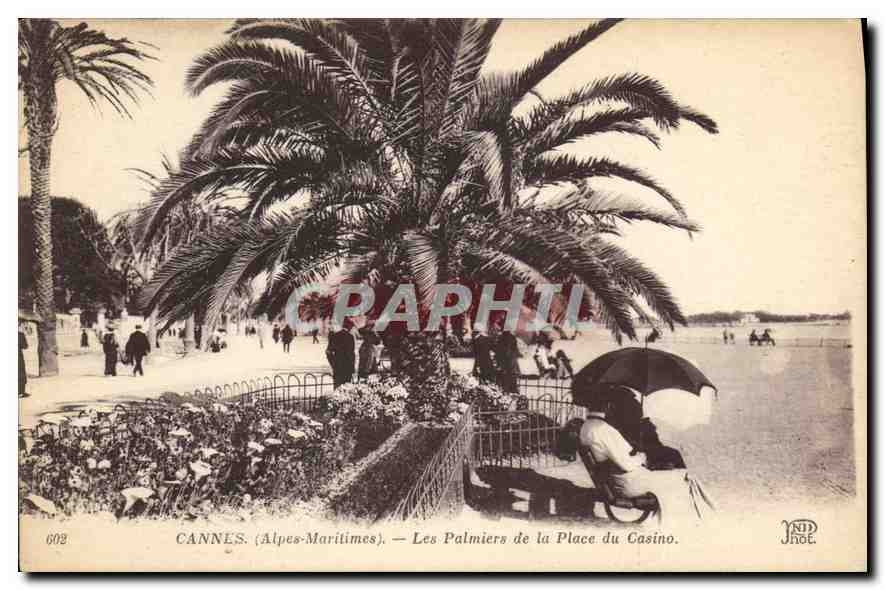 CPA Cannes Alpes Maritimes Les Palmiers de la Place du Casino 