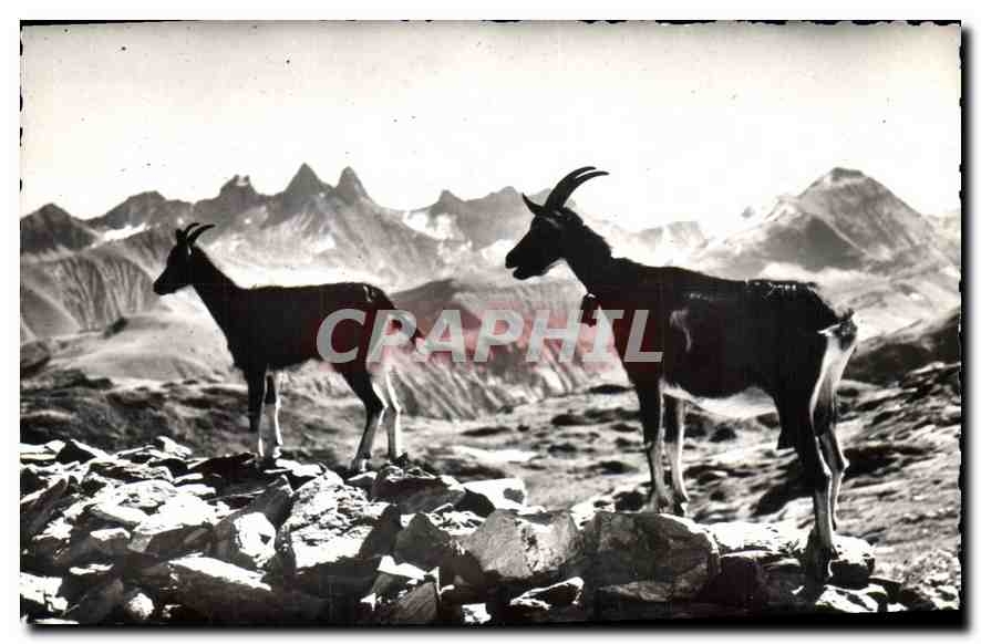 CPA Animaux de nos Montagnes Les Chevres