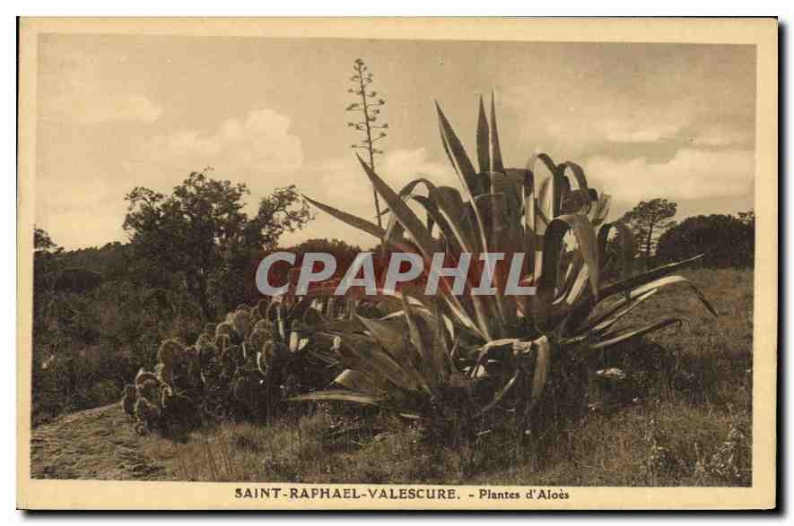 CPA Saint Raphael Valescure Plantes d'Aloes