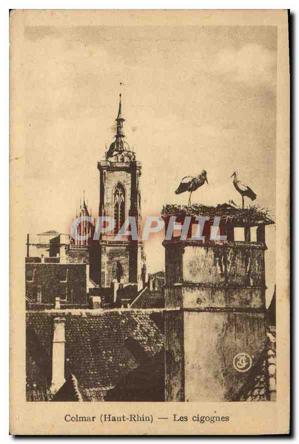 CPA Colmar Haut Rhin Les cigognes 