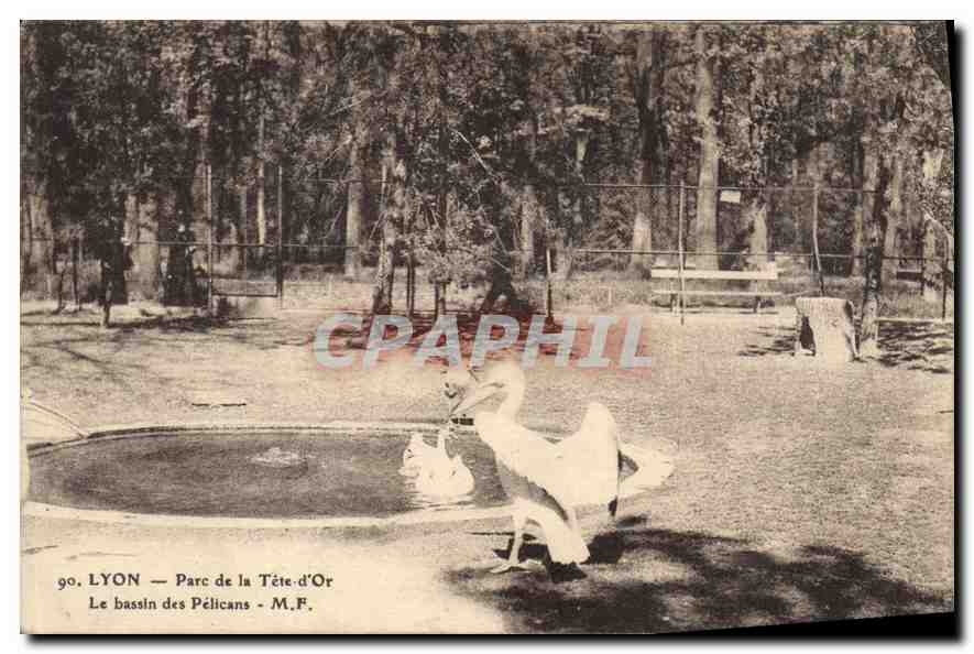 CPA Lyon Parc de la d'Or Le Bassin des Pelicans 