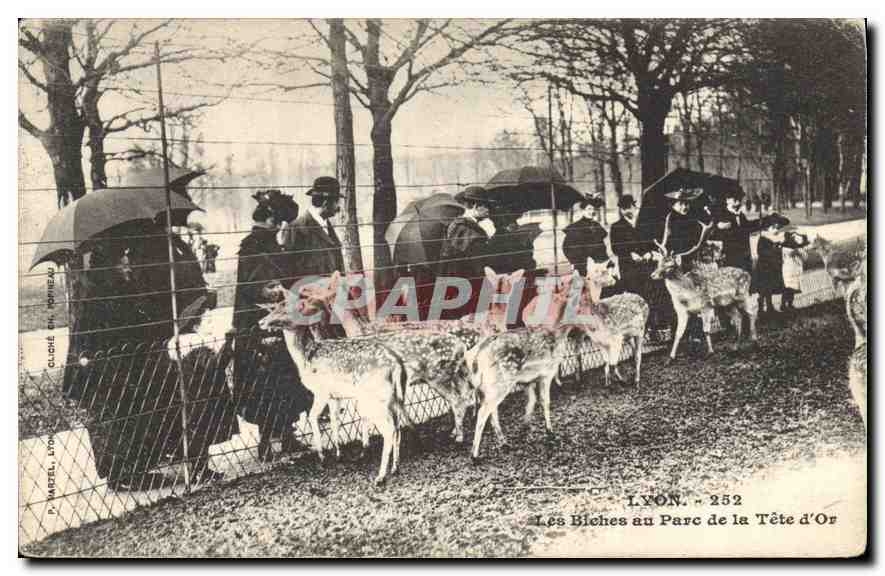 CPA Lyon Les Biches au Parc de la Tete d'Or 