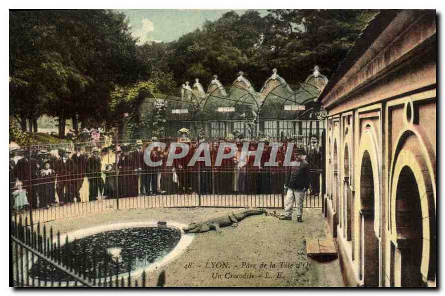 CPA Lyon Parc de la Tete d'Or Un Crocodile 