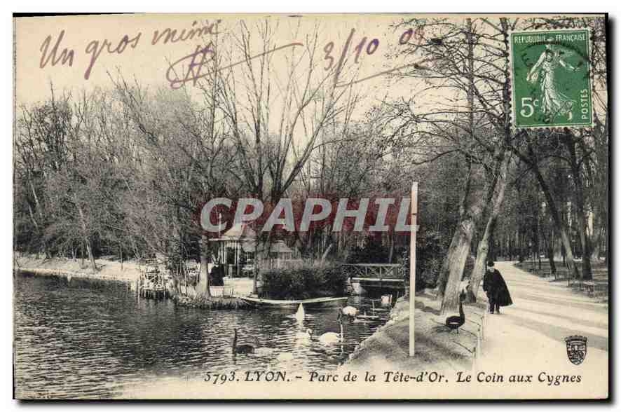 CPA Lyon Parc de la Tete d'Or Le Coin aux Cygnes 