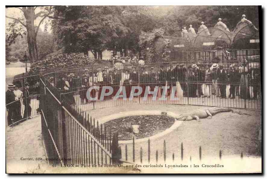 CPA Lyon Parc de la Tete d'Or une des curiosites Lyonnaises les Crocodiles 