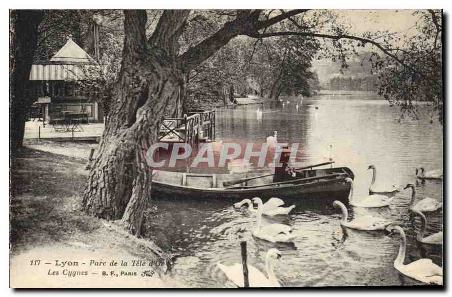 CPA Lyon Parc de la Tete d'Or Les Cygnes 