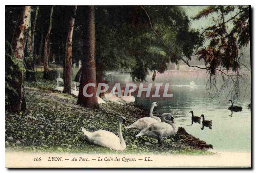 CPA Lyon Au Parc Le Coin des Cygnes 