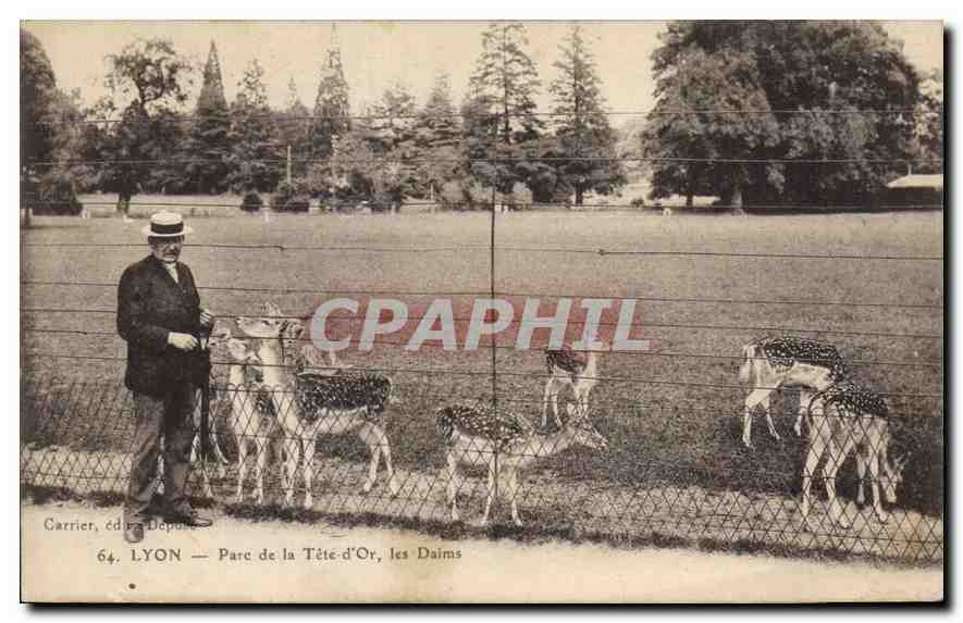 CPA Lyon Parc de la Tete d'Or les Daims 