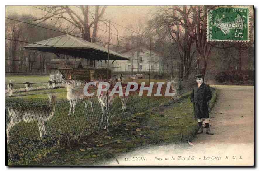 CPA Lyon Parc de la Tete d'Or Les Cerfs 
