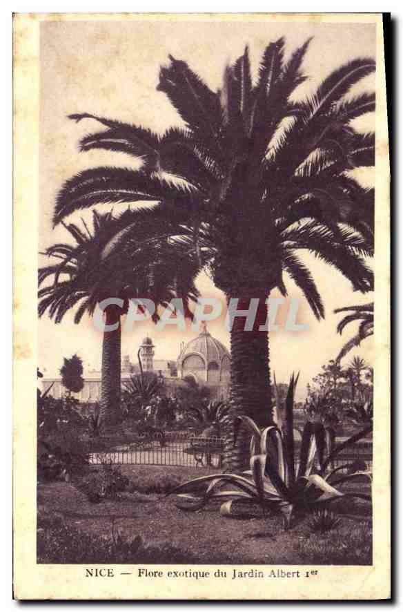 CPA Nice Flore exotique du Jardin Albert