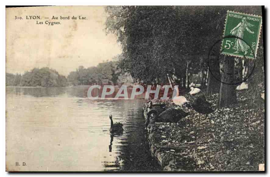 CPA Lyon Au bord du Lac Les Cygnes