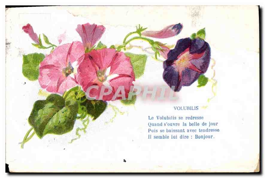 CPA Fantaisie Fleurs Volubilis