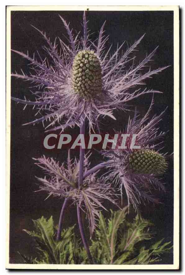 CPA Fantaisie Fleurs Eryngium alpinum
