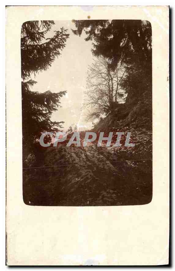 CARTE PHOTO Arbres