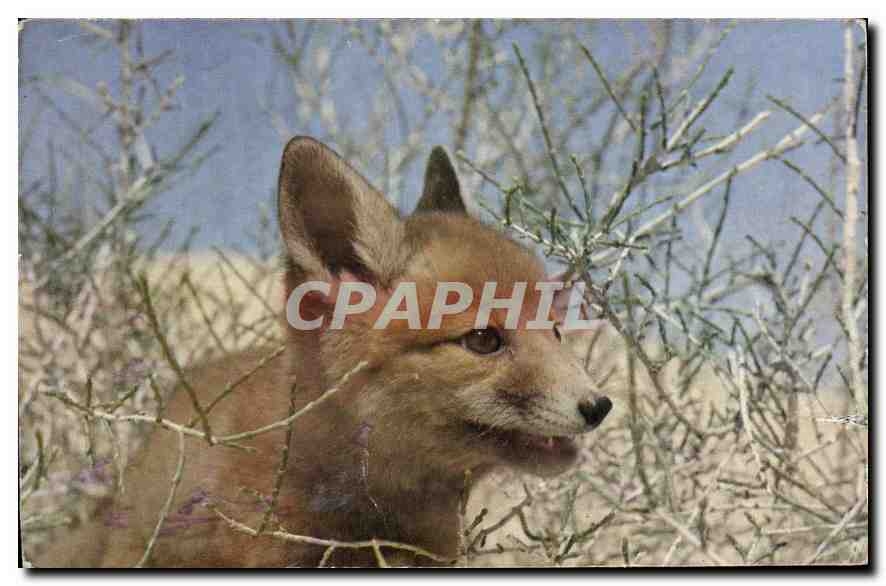 CPA Renard des Sables Libye 