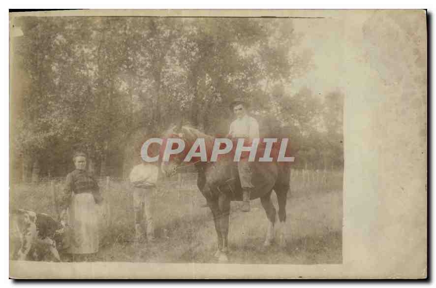 CARTE PHOTO Cheval Vache