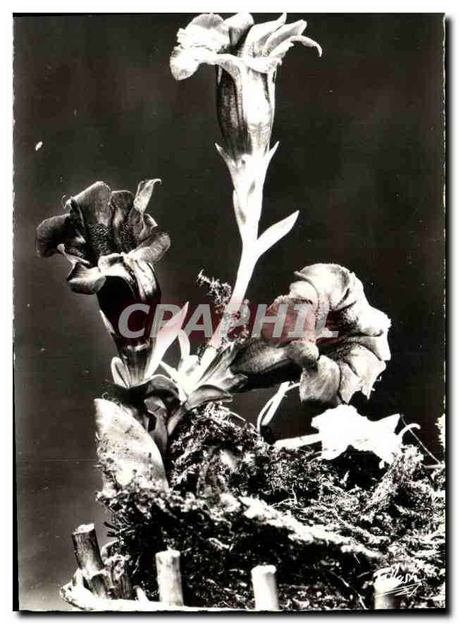 CPA Fleurs de Montagne Gentianes 