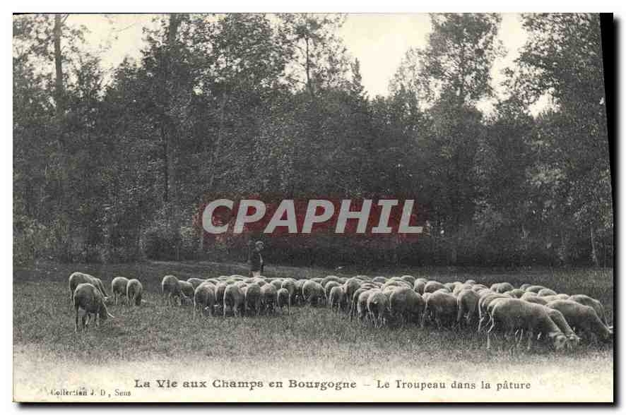 CPA La Vie aux Champs en Bourgogne Le Troupeau dans la pature Moutons