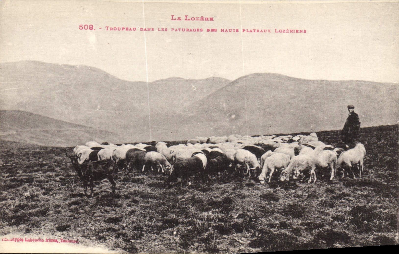 CPA La Lozere Troupeau dans les Paturagee Haute Plateaux Lozeriens Berger Moutons