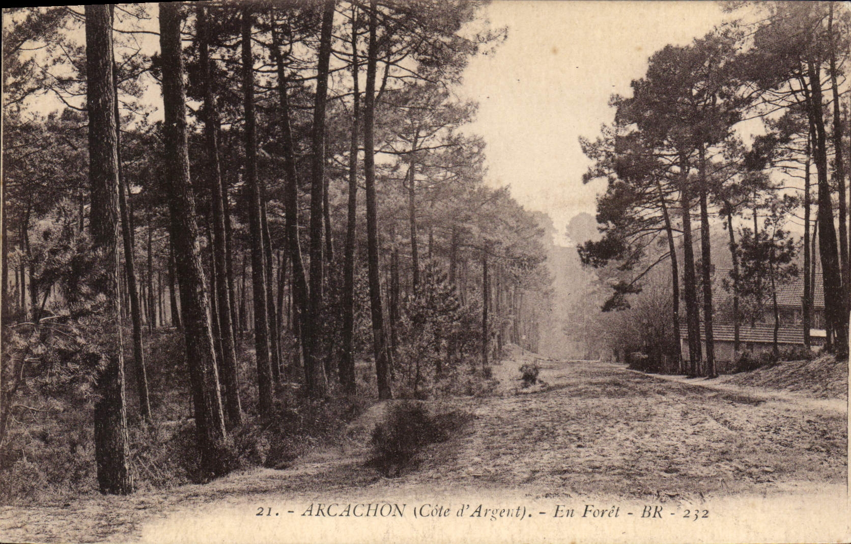 CPA Arcachon Cote d'Argent en Foret 