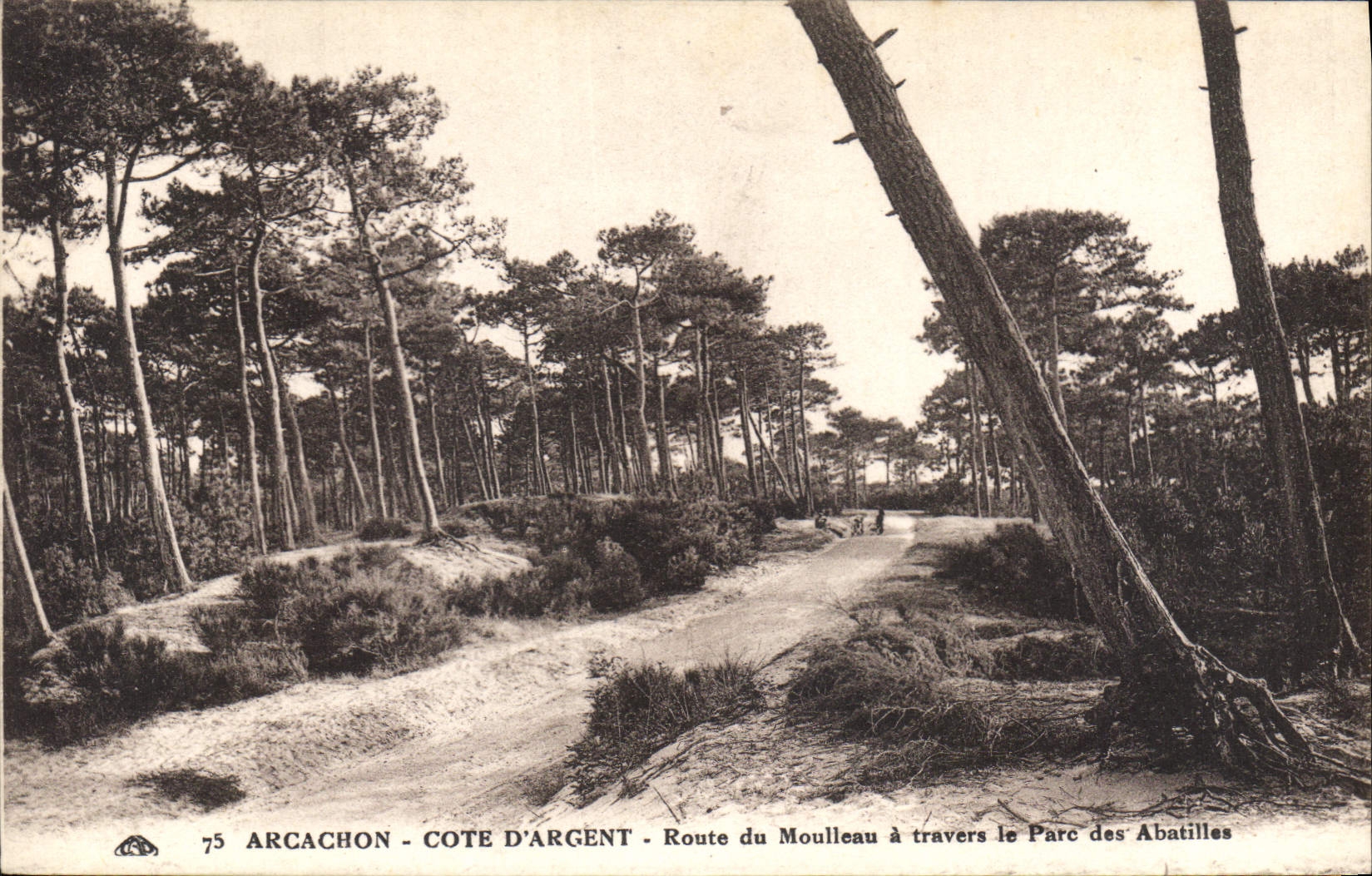 CPA Arcachon Cote d'Argent Route du Moulleau travers le Parc des Abatilles