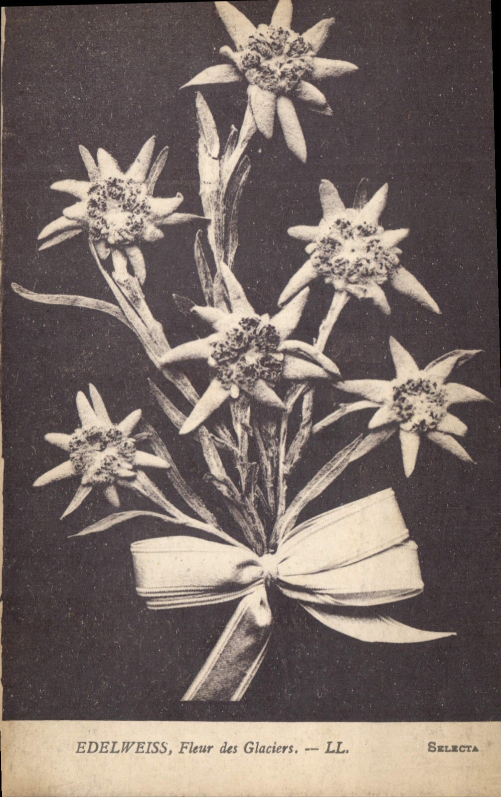 CPA Edelweiss Fleur des Glaciers 