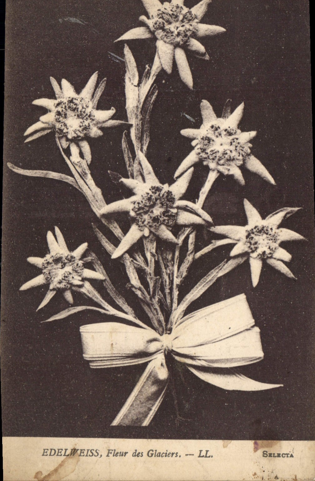 CPA Edelweiss Fleur des Glaciers 
