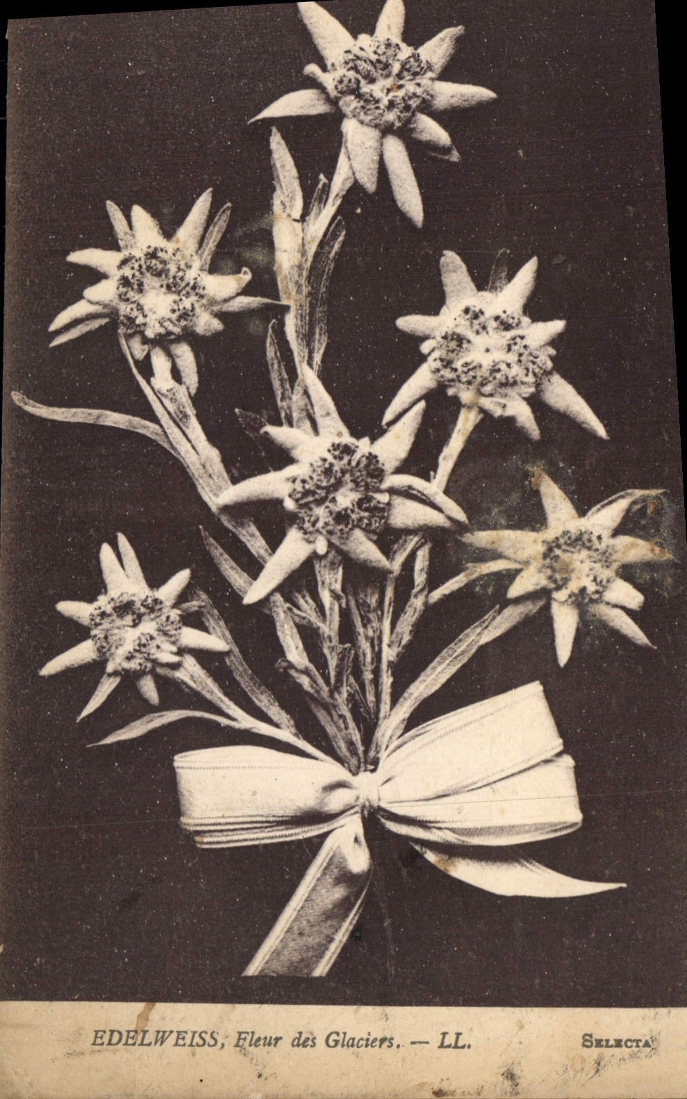 CPA Edelweiss Fleur des Glaciers 