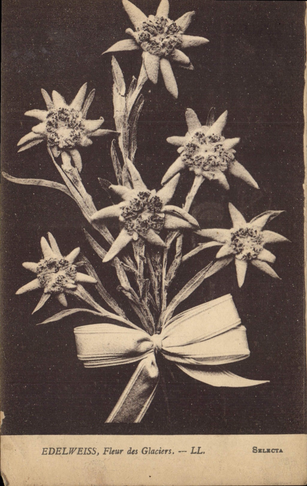 CPA Edelweiss Fleur des Glaciers 