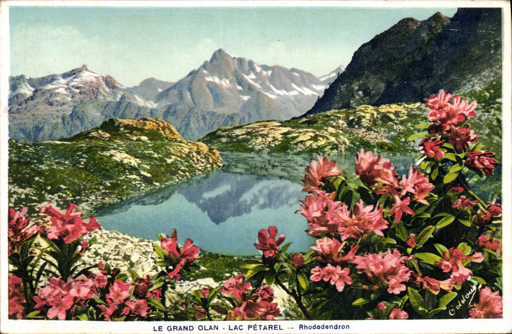 CPA Le Grand Olan Lac Petarel Rhododendron 