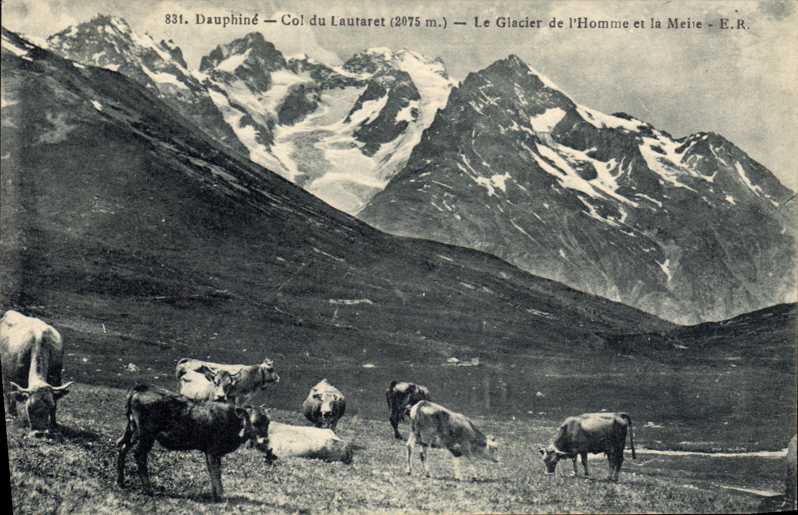 CPA Dauphine Col du Lautaret (2075 m) le Glacier de l'Homme et la Meije Vaches