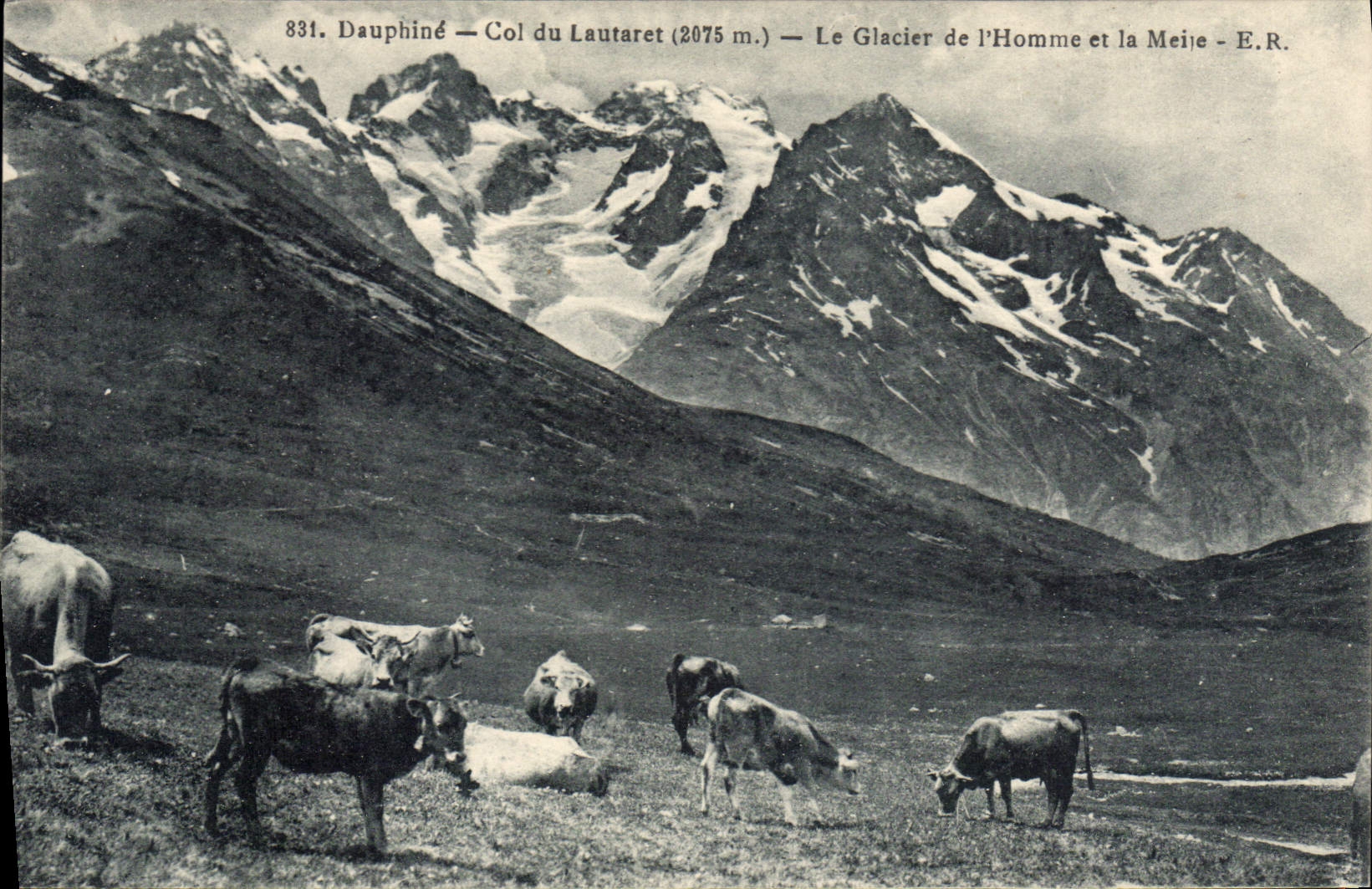 CPA Dauphine Col du Lautaret (2075 m) le Glacier de l'Homme et la Meije Vaches
