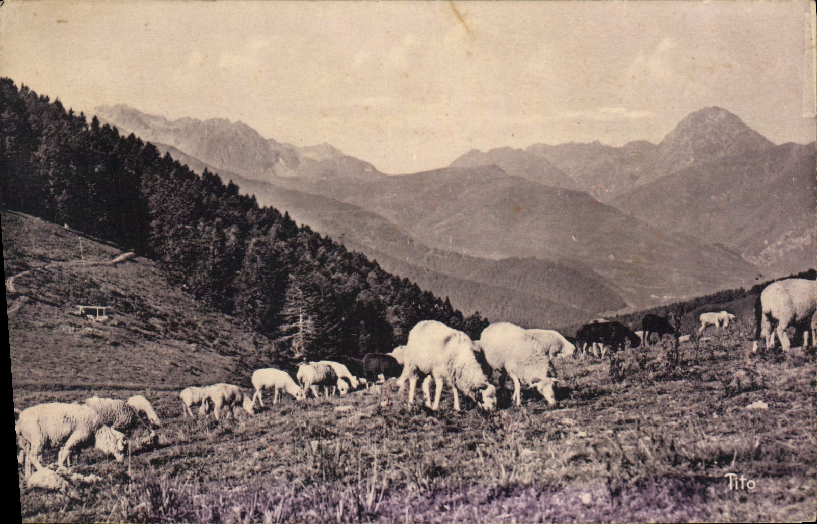 CPA Les Beaux Paysages de France les Pyrenees Le Col d'Aspin (1497 m) Moutons au Paturage
