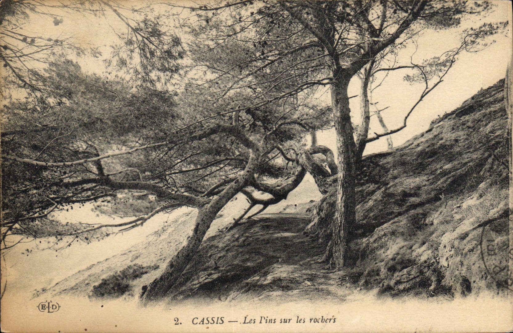 CPA Cassis Les Pins sur les Rochers