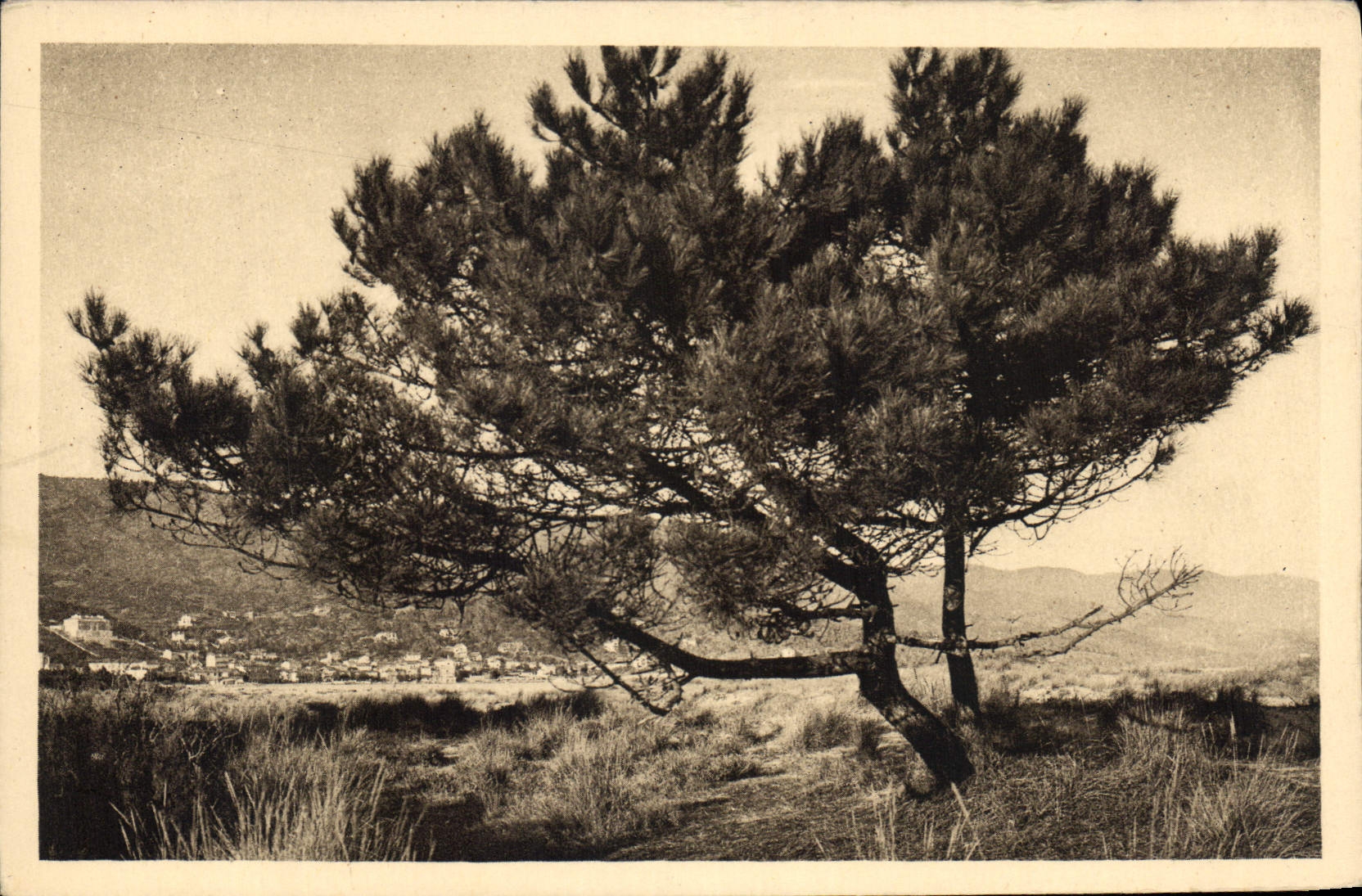 CPA Pins et le Lavandou 