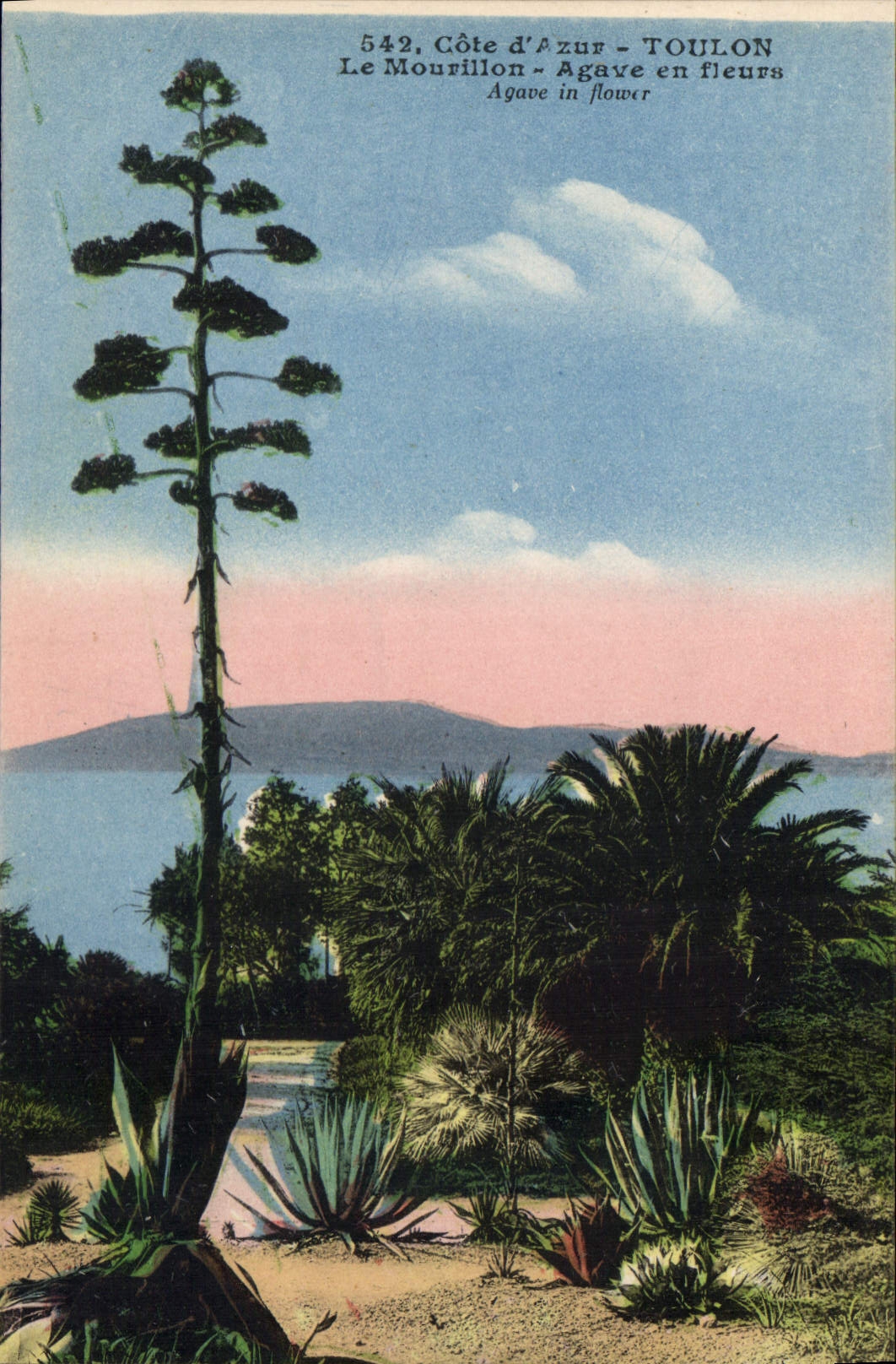 CPA Cote d'Azur Toulon le Mourillon agave en fleurs