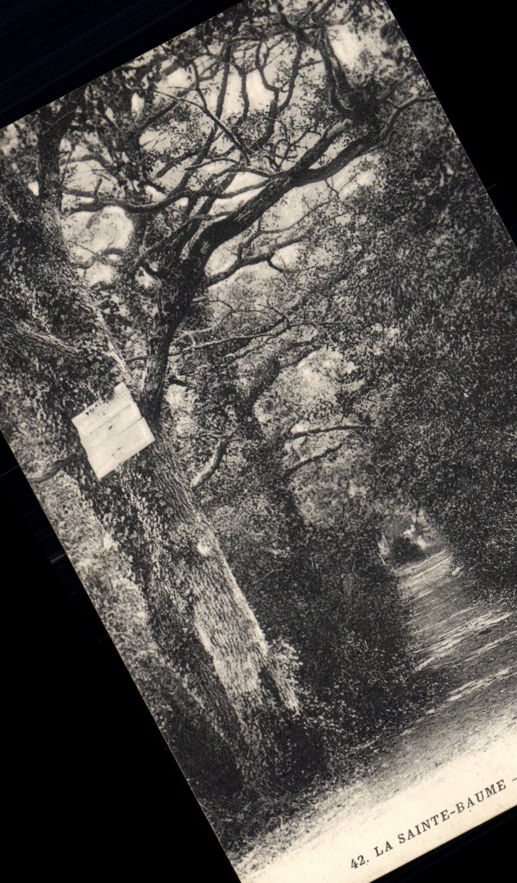 CPA La Sainte Baume Entree  de la foret