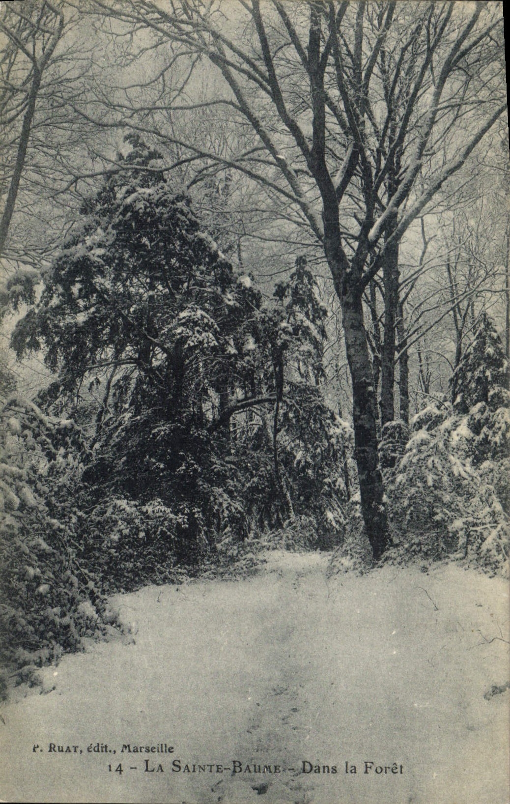 CPA La Sainte Baume dans la Foret 