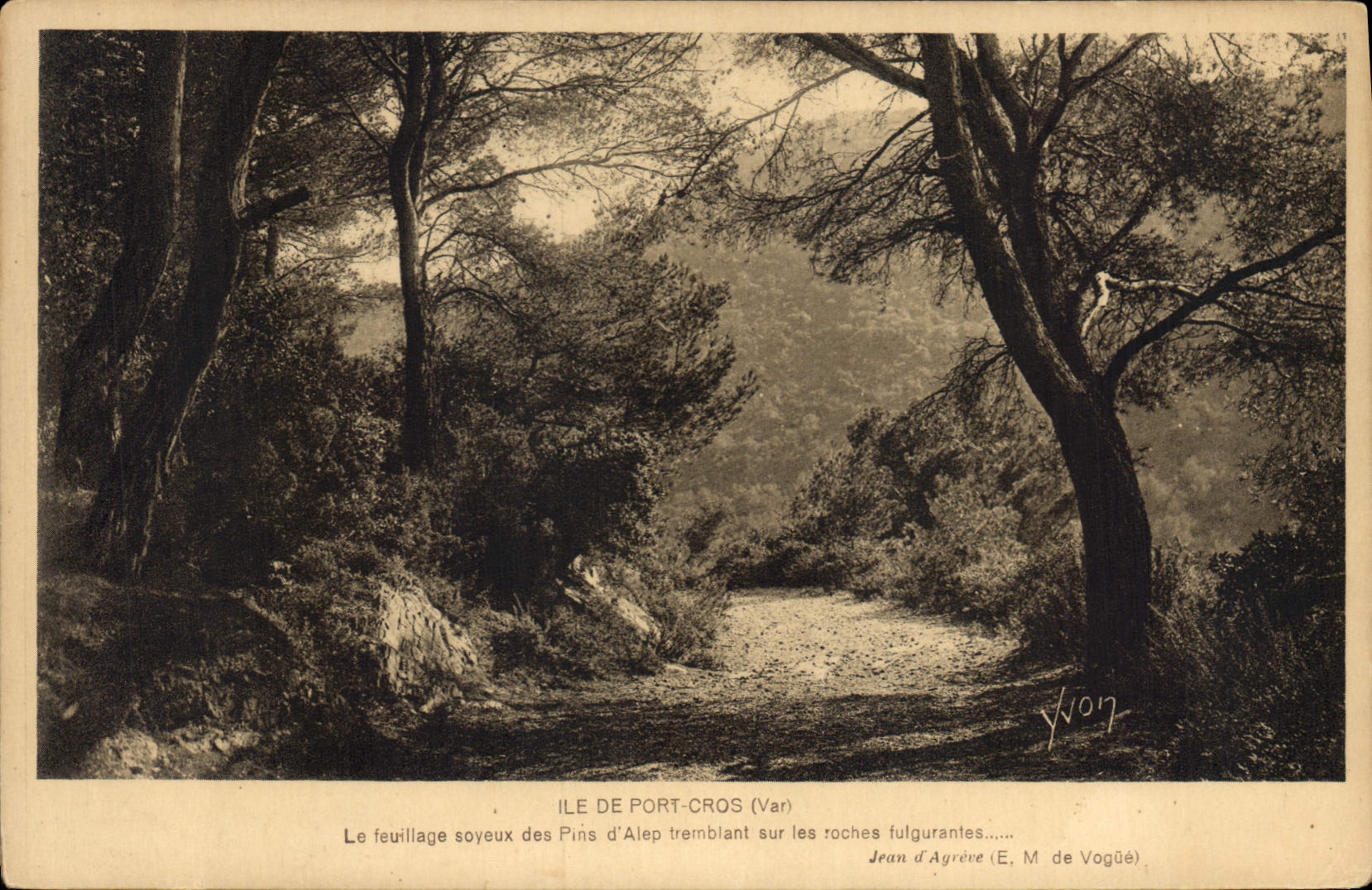 CPA Ile de Port Cros Var le fouillage soyeux des d'Alpes Tremblant sur les roches fulgurantes 