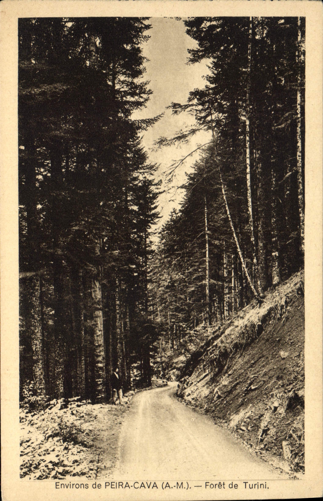 CPA Environs de Peira Cava A M Foret de Turini 