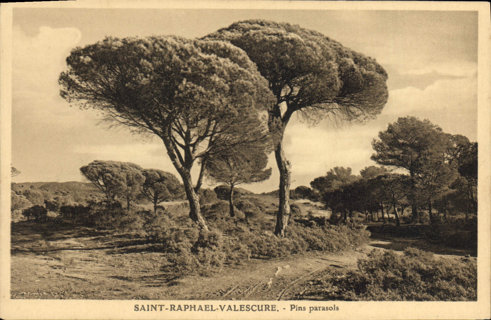 CPA Saint Raphael Valescure Pins parosols