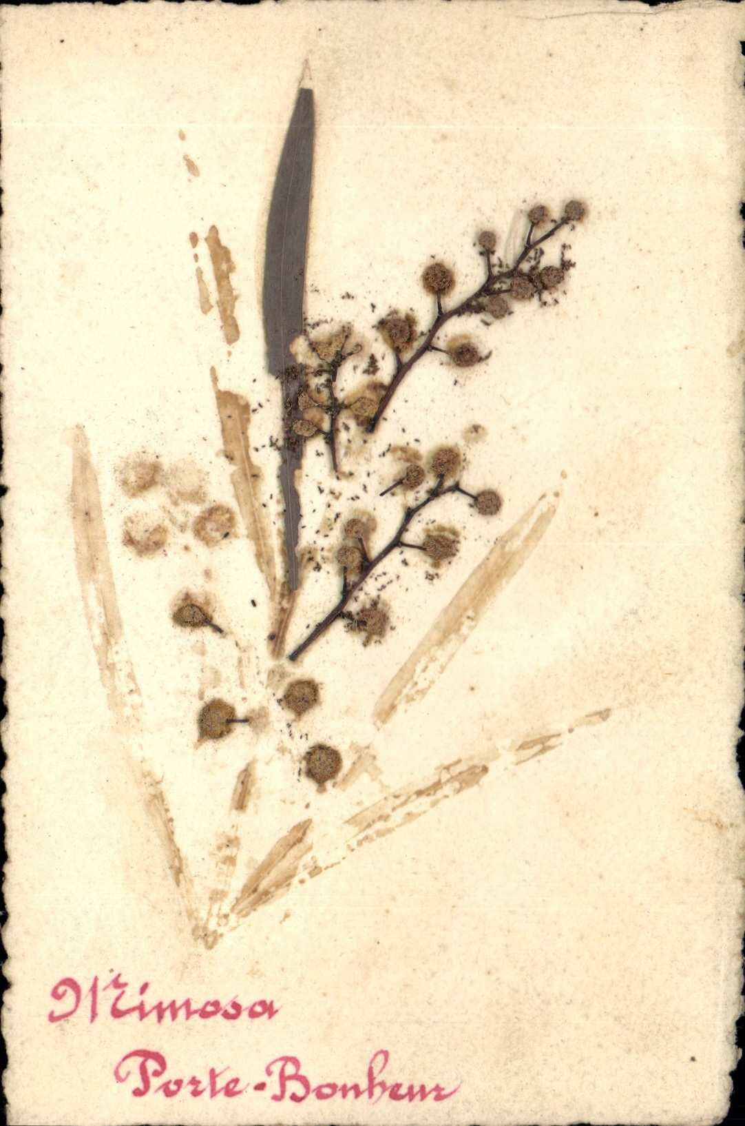 CPA Porte Bonheur Fleurs sechees