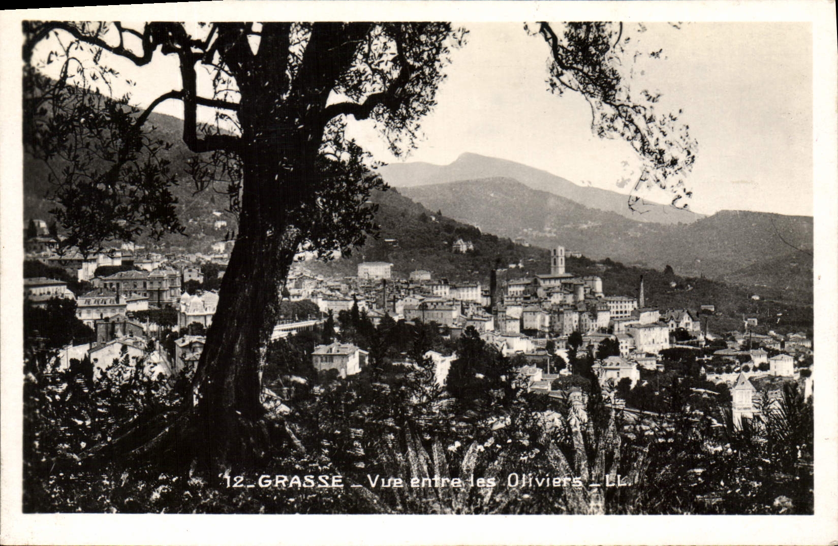 CPA Grasse vue entre les Oliviers 