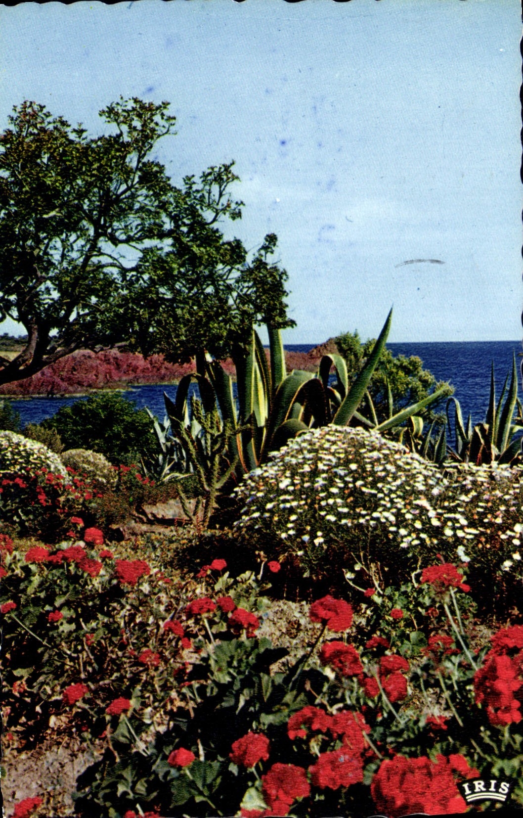 CPA Reflets de la Cote d'Azur Les Beaux Sites de la Cote Mediarrone 